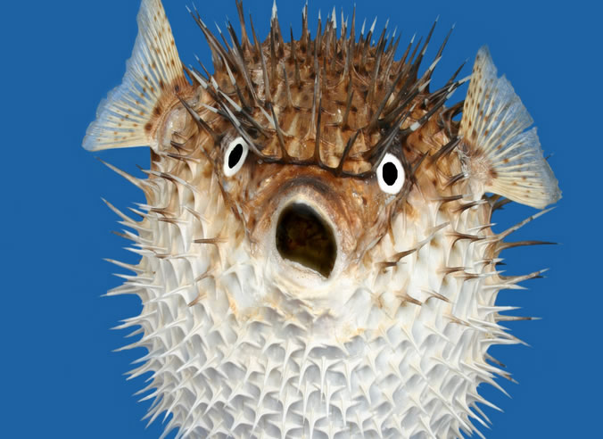 Pufferfish